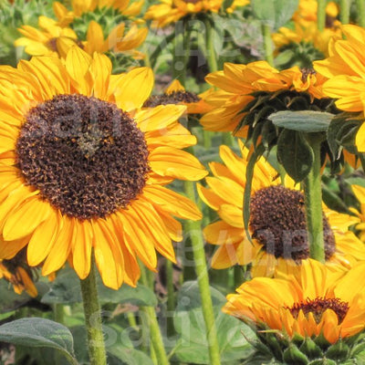 Girasole 'Hella' - Helianthus annuus - b149