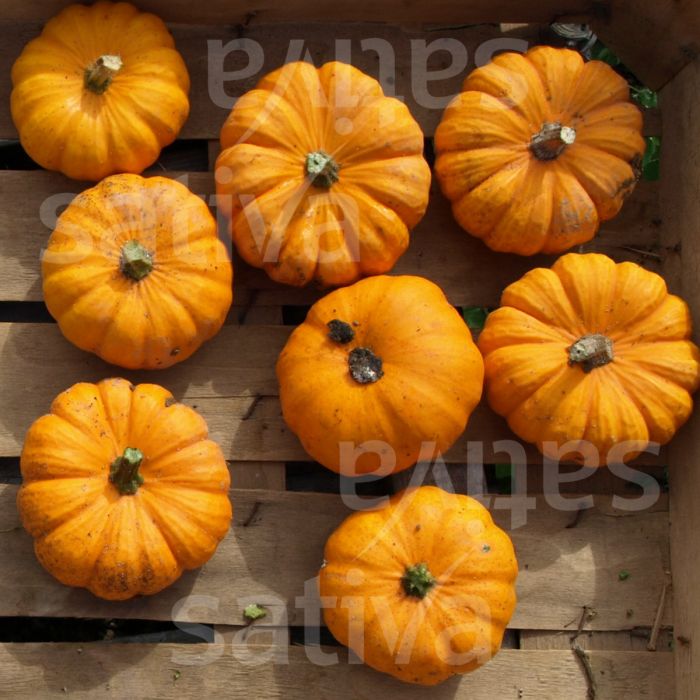 ZUCCA PEPO LA PICCOLA DI JACK - ku59