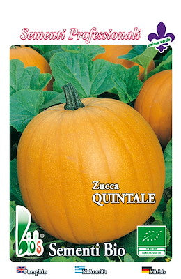ZUCCA QUINTALE - MAMMOTH GOLD - 4486