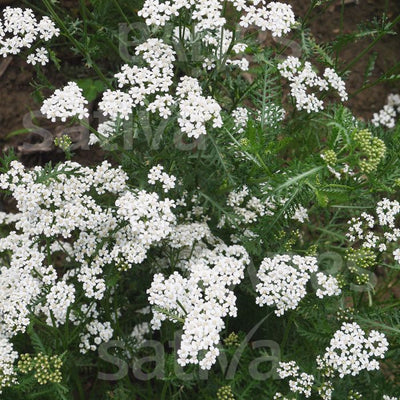 Millefoglio comune - Achillea millefolium collina - hp02