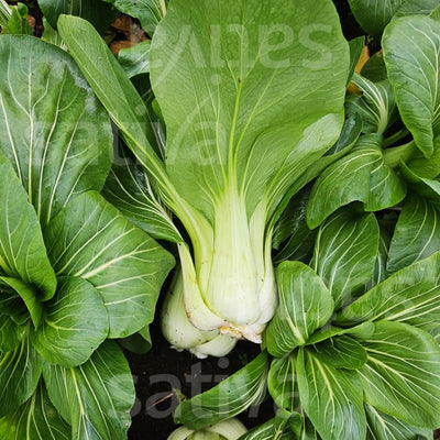 Pakvert - Pak Choi - ko31