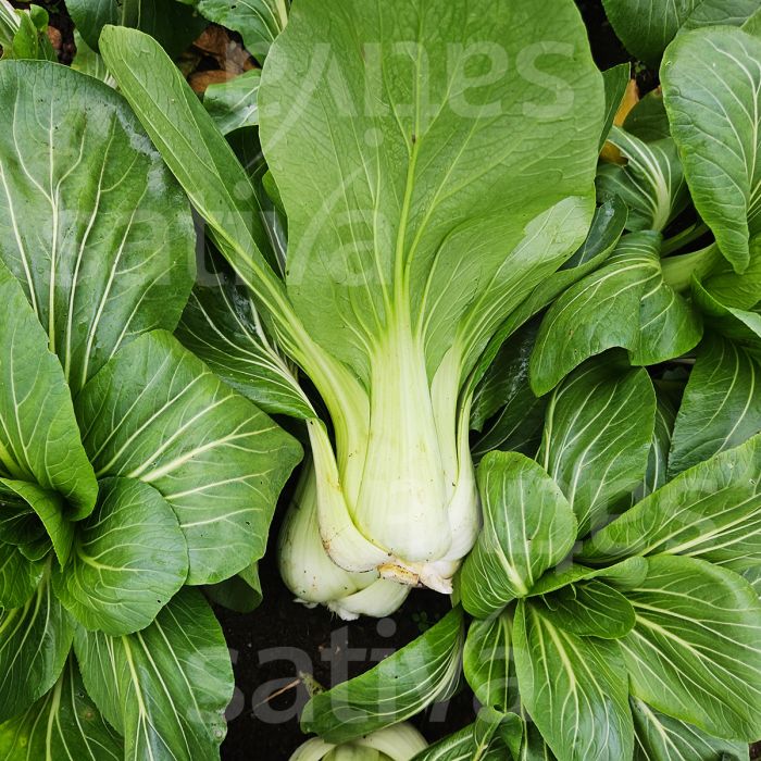 MAXIMA RED D'ETAMPES PUMPKIN - ku31