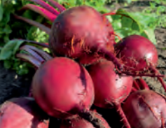 BEET GESCHE SG- SATIVA ra11