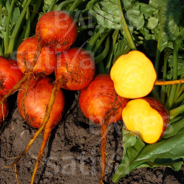 BARBABIETOLA WINTERSONNE - ra19c