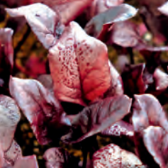 BARBABIETOLA BULL'S BLOOD - ra80