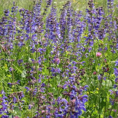 salvia selvatica