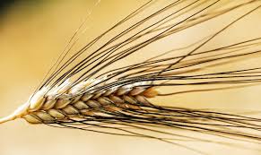 Grano duro Senatore Cappelli BIO per molitura - 16% di proteine provenienza 100% italiana
