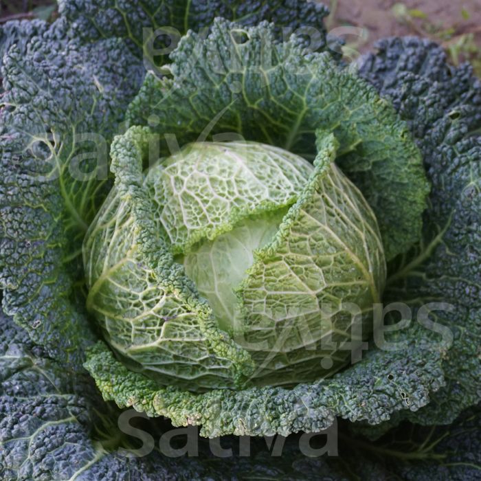 WHITE CABBAGE DOTTENFELDER DAUER KS - SATIVA ko86