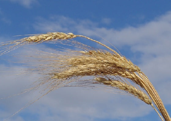 Grano tenero Solina da Agricoltura Biologica da semina provenienza 100% italiana certificato ENSE