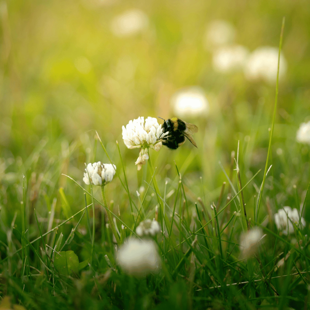 BASIC GREEN MANUFACTURING SUITABLE FOR ALL TYPES OF SOIL