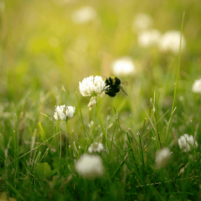 M5FT - Mix fantastici Trifogli