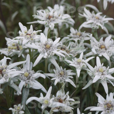 Stella alpina - Leontopodium alpinum - hp49