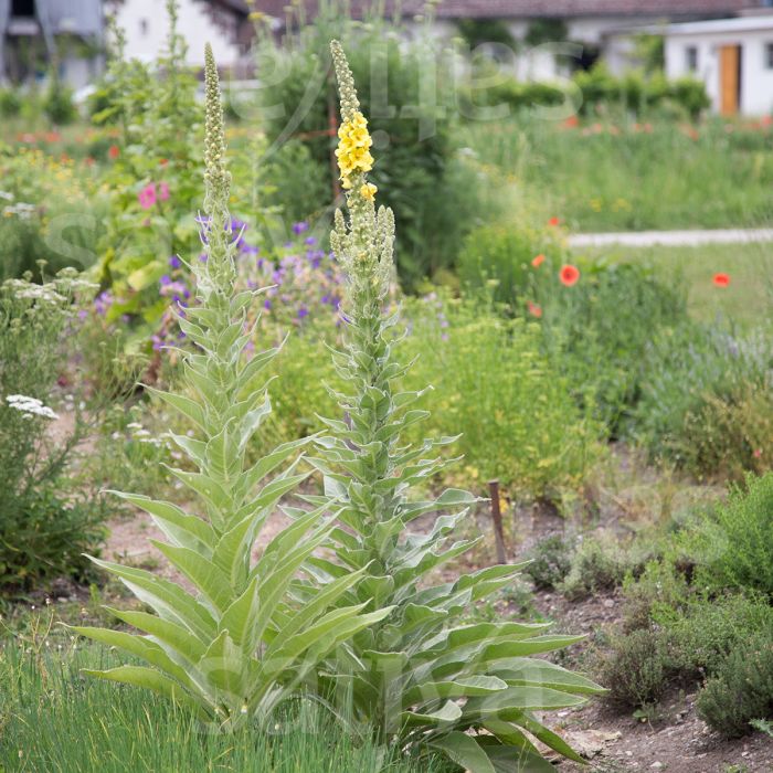 Verbasco Barbarastio - Verbascum phlomoides - b563
