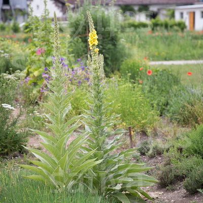 Verbasco Barbarastio - Verbascum phlomoides - b563
