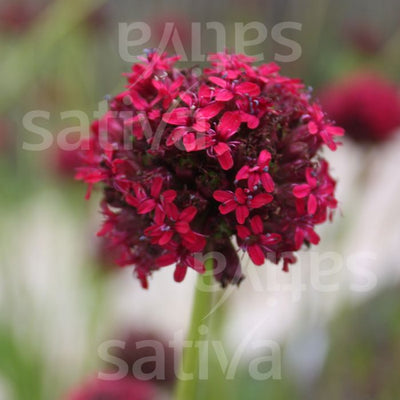 Vermiglio Silene - Silene asterias - b529
