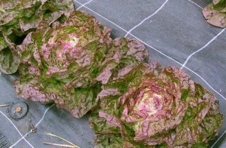 LATTUGA CAPPUCCIO MERAVIGLIA 4 STAGIONI - SATIVA ks46