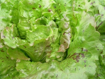 LATTUGA INVERNALE TRAMONTO - SATIVA ks68