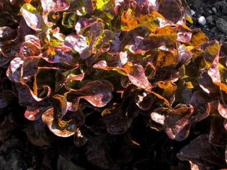 LATTUGA DA TAGLIO RED SALAD BOWL - SATIVA ps10