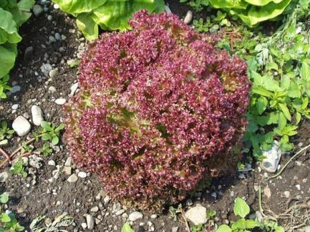 Insalata di lattuga biologica e lollo rossa che cresce insieme in giardino Foto stock Insalata di lattuga biologica e lollo rossa che cresce insieme in giardino Foto stock