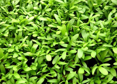 CRESCIONE PIANTA - SATIVA vs12