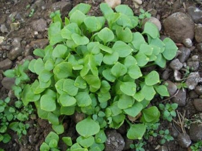 SPINACIO DI CUBA - PORTULACA SATIVA INVERNALE - SATIVA VS14