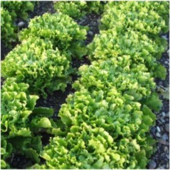 CICORIA SCAROLA BUBIKOPF- SATIVA zs27