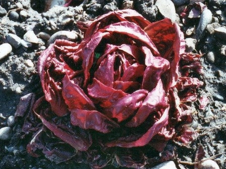 CICORIA VERONA - SATIVA zs52