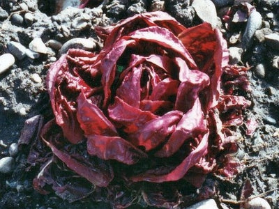 CICORIA VERONA - SATIVA zs52