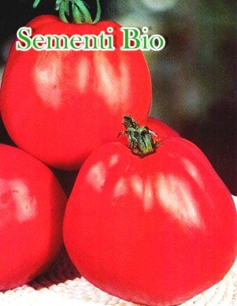 POMODORO CUORE DI BUE ASCOLANO - BIOSEME 3218