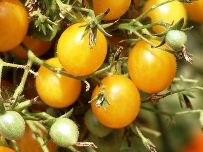 POMODORO GIALLO - SATIVA to13