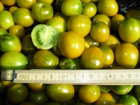 POMODORO GREEN GRAPE - SATIVA to18