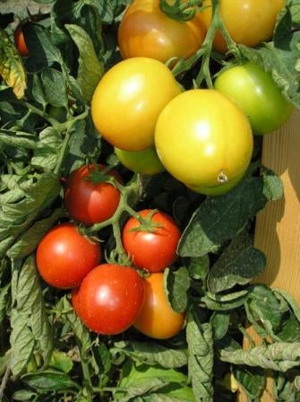 POMODORO SIEGER - SATIVA to23