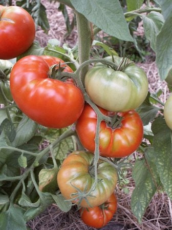 POMODORO RED BRANDYWINE - SATIVA to33