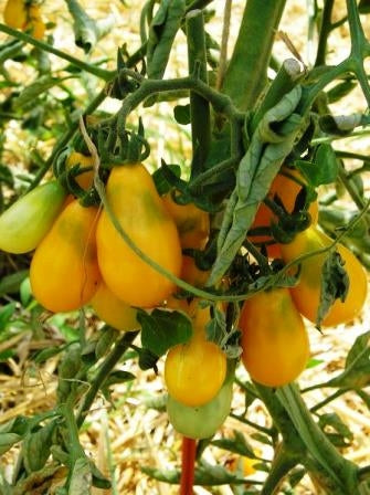 POMODORO GIALLO A FORMA DI PERA - SATIVA to38