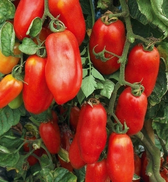 POMODORO SAN MARZANO - SATIVA to40