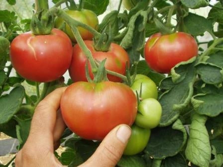 POMODORO ROSA DI BERNA - SATIVA to42