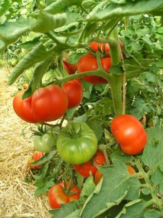 POMODORO VLADIVOSTOK - SATIVA to43