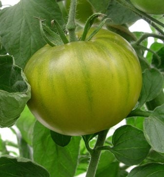 POMODORO EVERGREEN - SATIVA to47