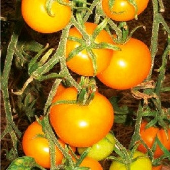 POMODORO GIALLO DI THUN - SATIVA to72