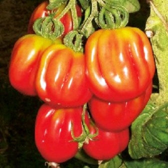 POMODORO DENTELLATO DI BUHRER-KELL - SATIVA to80