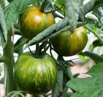 POMODORO GREEN ZEBRA - SATIVA to81
