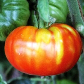 POMODORO ROSSO DI MARMANDE - SATIVA to90