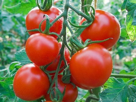 POMODORO RUTHJE - SATIVA to60