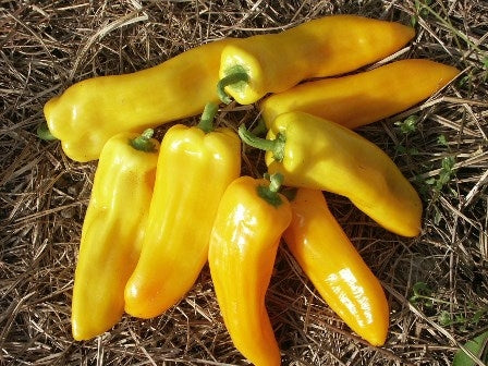 PEPERONE GIALLO - SATIVA pa20