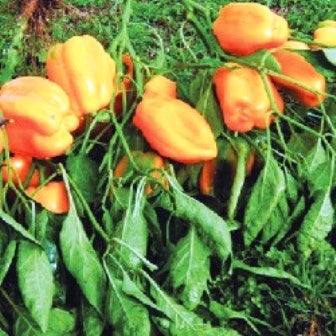 PEPERONE QUADRATO D'ASTI GIALLO - SATIVA pa28