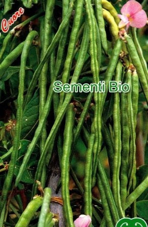 FAGIOLO RAMPICANTE MANGIATUTTO UN METRO GRANO ROSA - BIOSEME 2303