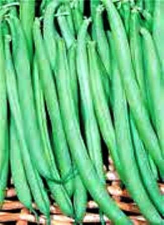 FAGIOLO RAMPICANTE MANGIATUTTO BLUE LAKE - BIOSEME 2311