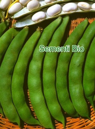 FAGIOLO RAMPICANTE DA SGRANARE COCO - BIOSEME 2324