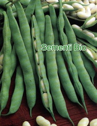 FAGIOLO NANO DA SGRANARE CANNELLINO - BIOSEME 2360
