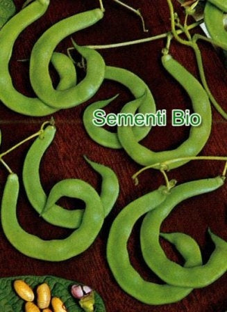 FAGIOLO NANO MANGIATUTTO ANELLINO DI TRENTO - BIOSEME 2393